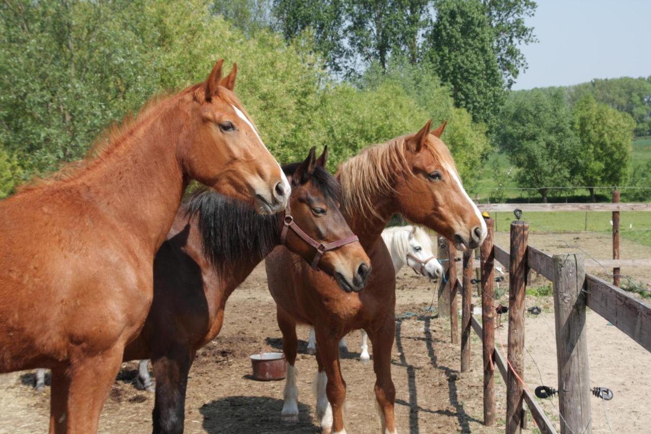 B&B In De Lossen Teugel Erpe-Mere Dış mekan fotoğraf