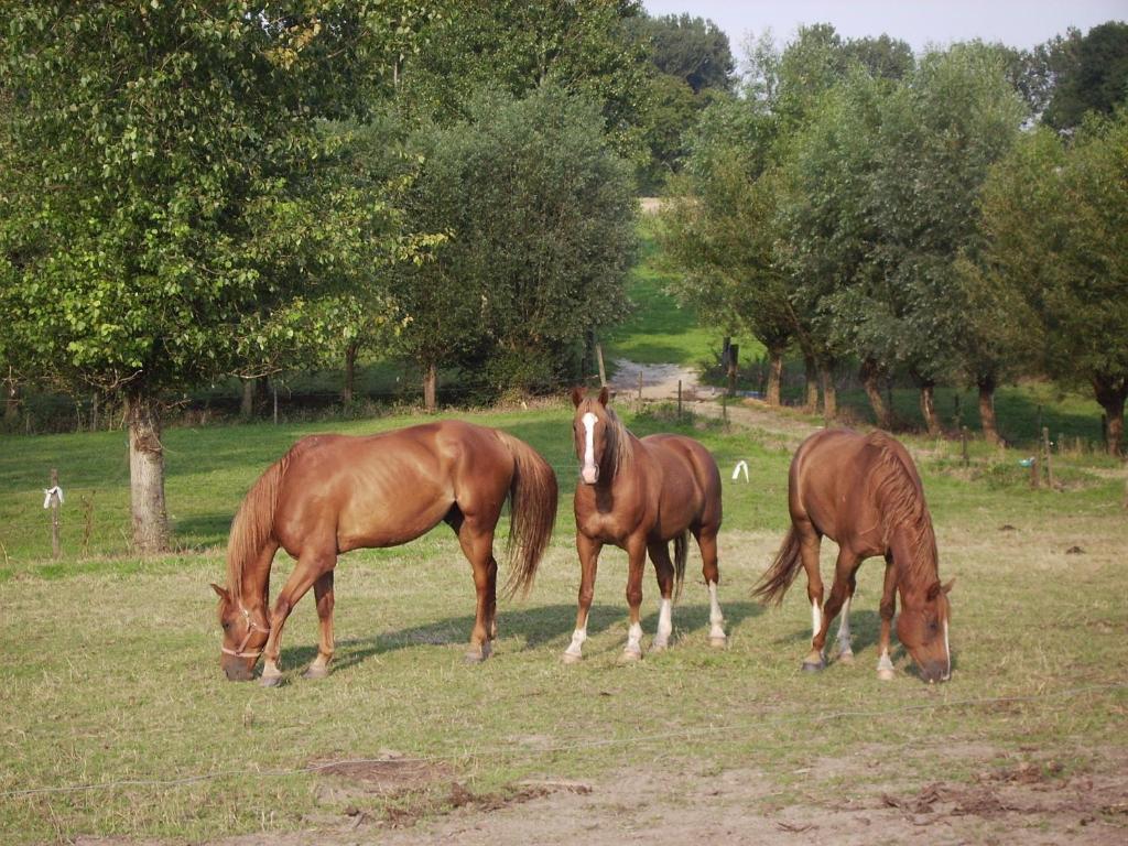 B&B In De Lossen Teugel Erpe-Mere Dış mekan fotoğraf