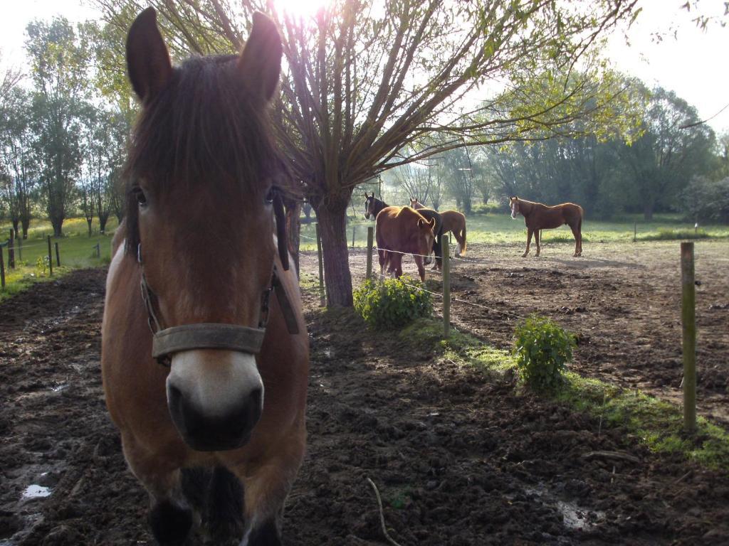 B&B In De Lossen Teugel Erpe-Mere Dış mekan fotoğraf