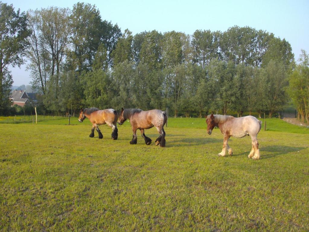 B&B In De Lossen Teugel Erpe-Mere Dış mekan fotoğraf